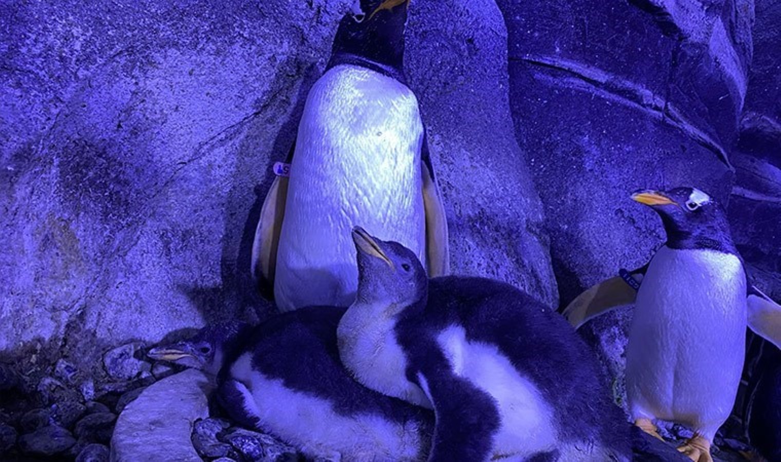 İstanbul’da gentoo türü dört penguen dünyaya geldi