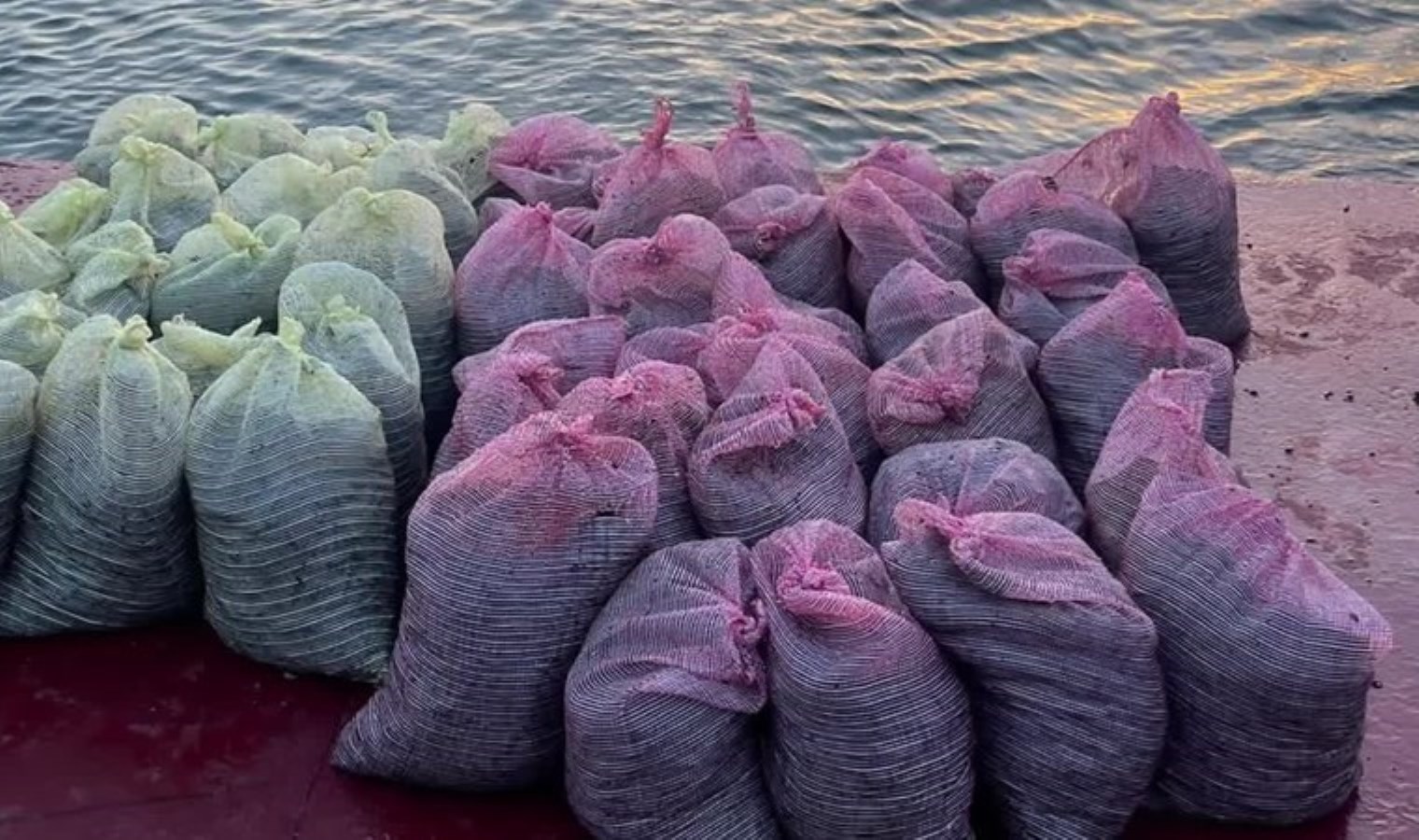 İstanbul’da tonlarca kaçak midye ele geçirildi