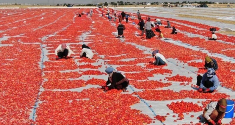 İtalyanların pizza sosu Diyarbakır’dan: Önce tuzlanıyor sonra 10 gün boyunca güneşin altında bekletiliyor…