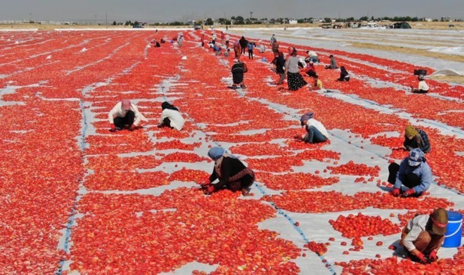 İtalyanların pizza sosu Diyarbakır’dan: Önce tuzlanıyor sonra 10 gün boyunca güneşin altında bekletiliyor…