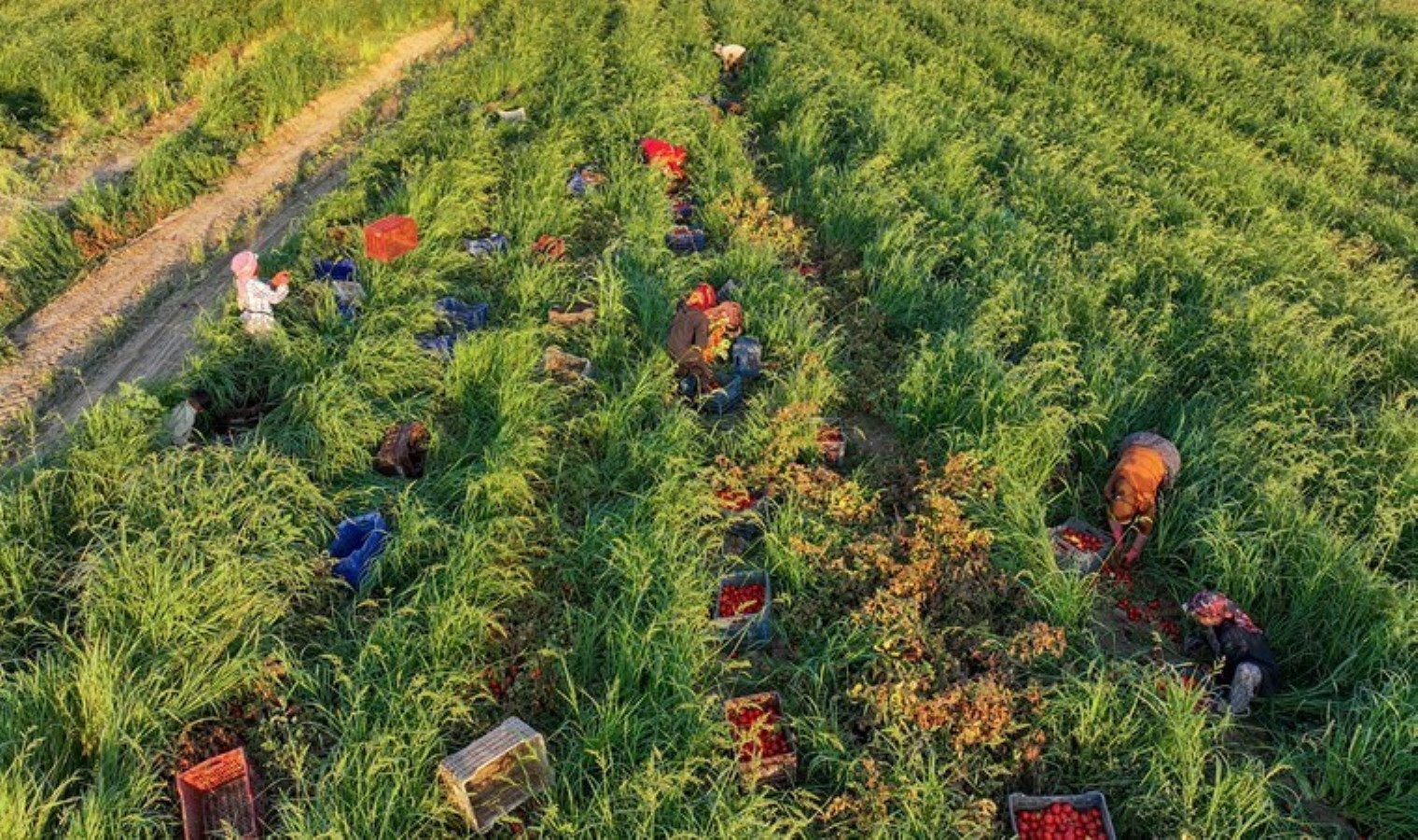 İzmir’in ovalarında yetişiyor: Üretimi arttı fiyatı 2 TL’ye düştü…