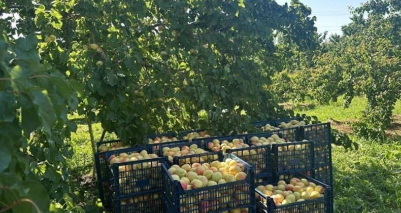 Kağızman’da sarı altın hasadı başladı: Tüm Türkiye’ye yetecek kadar ürün var…