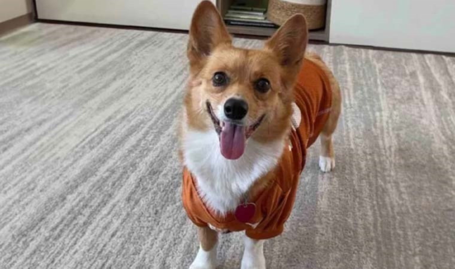 ‘Kahin Köpek’ten final tahmini! Birçok maçın sonucunu bilmişti!