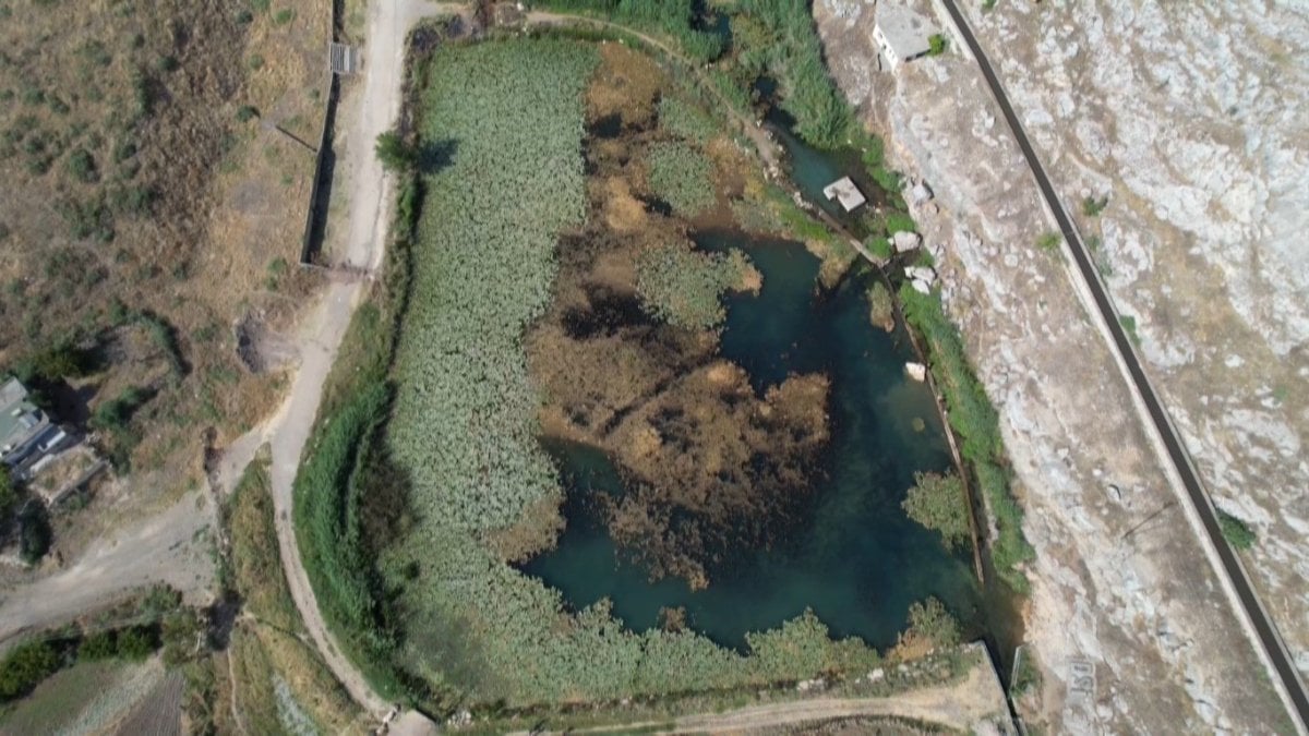 Kahramanmaraş’taki gölün nilüferleri koruma altında: Koparana 150 bin lira ceza