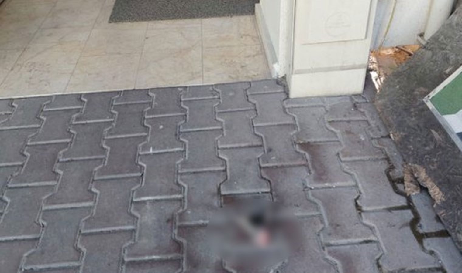 Kan donduran vahşet! Bartın’da bina önüne kesilmiş kedi başı bırakıldı