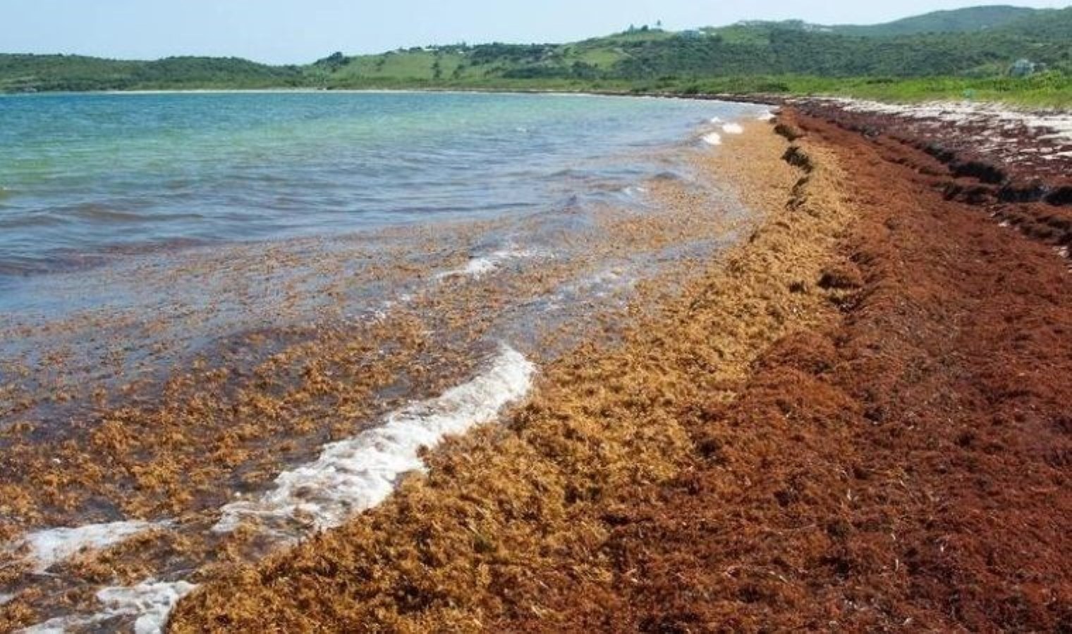 Karaya hiç temas etmeyen deniz! Sargasso Denizi ve eşsiz ekosistemi görenleri büyülüyor!