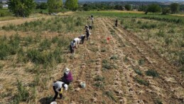 Kastamonu’nun beyaz altını: Hasadı yapıldıktan sonra 10 gün toprağın üstünde kalmaya devam ediyor…