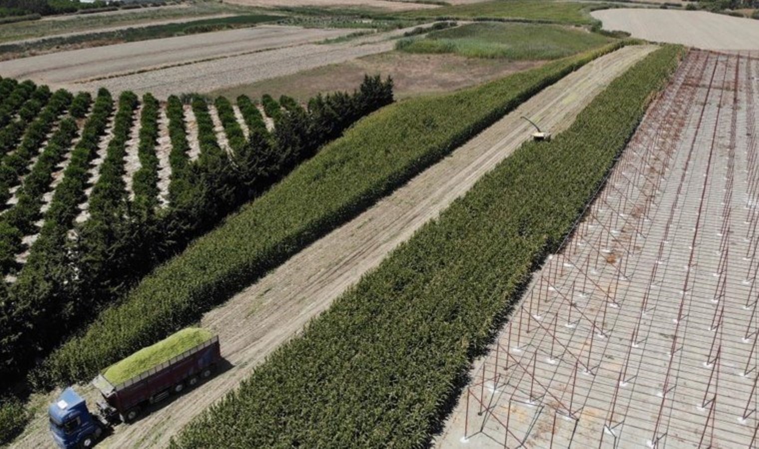 Kavurucu sıcakta 800 TL için zorlu hasat : Dönüm başı 9 tona yakın rekolte…