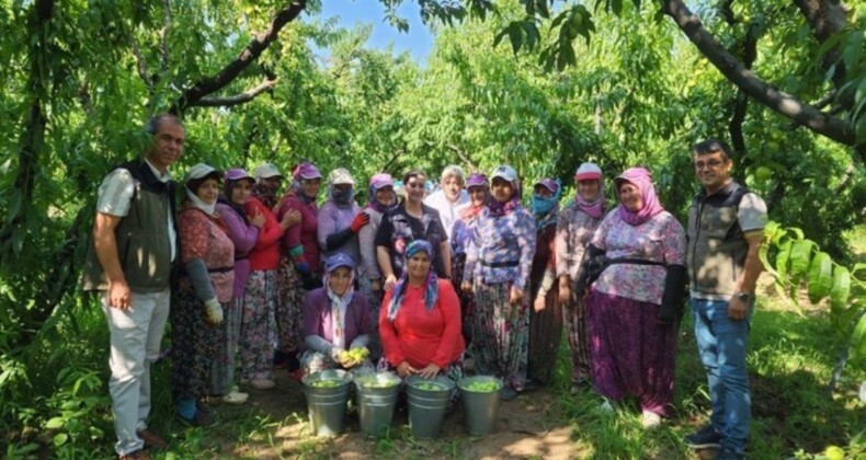 Kazdağları’nın endemik meyvesinde hasat başladı: 20 bin ton üretim bekleniyor