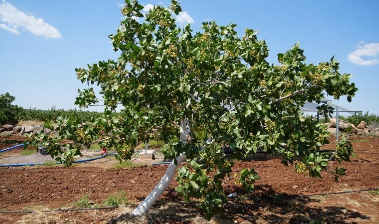 Kilis’te yeşil altın hasadı için geri sayım başladı: 5 bin ton rekolte bekleniyor…