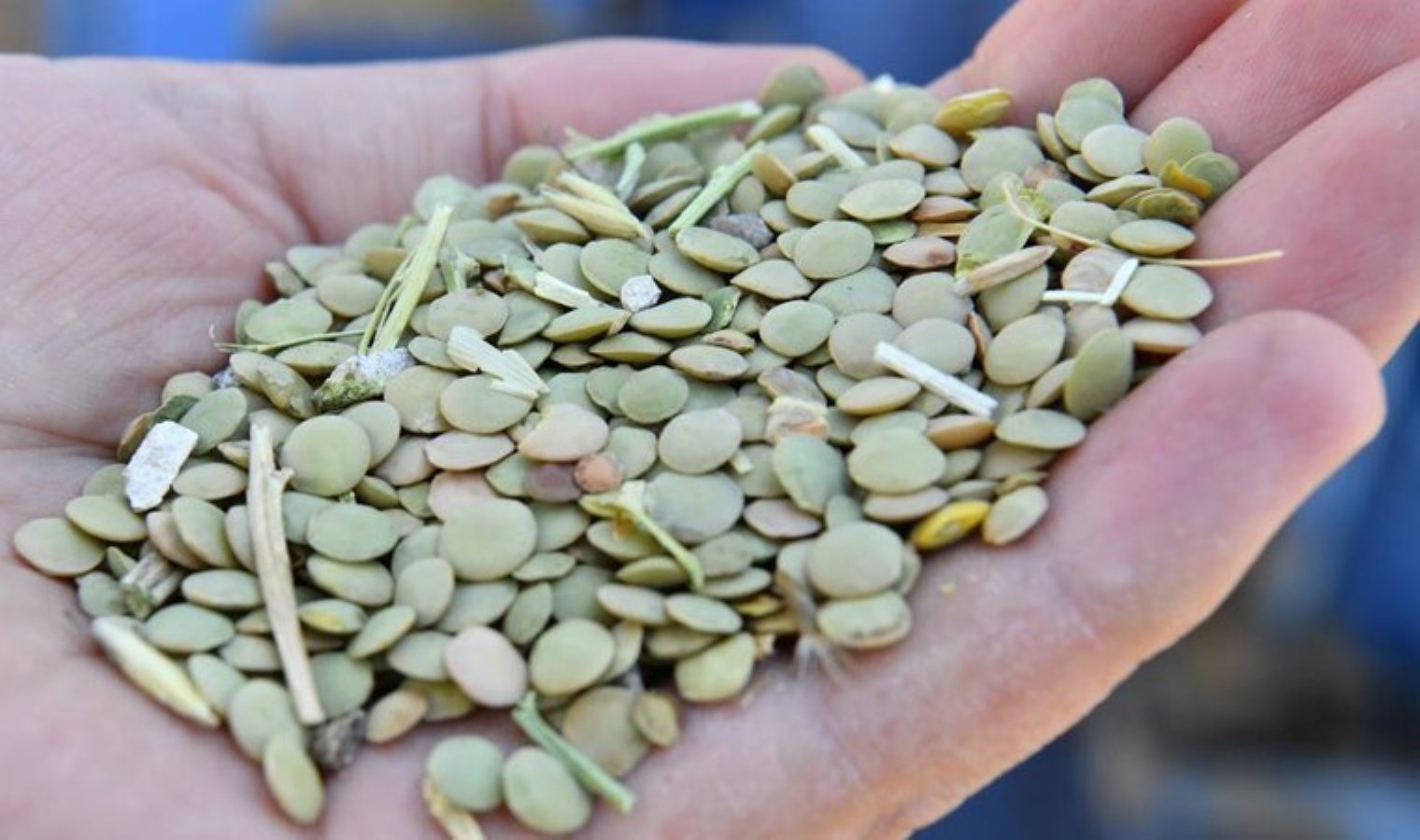 Kırşehir’de hasat başladı: 61 bin tonluk üretim…