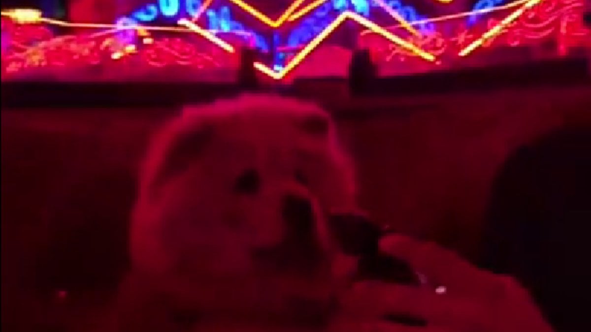 Konumu herkes tahmin etti! Pavyona giden köpek gündem oldu…”Hayalleri yaşıyor”