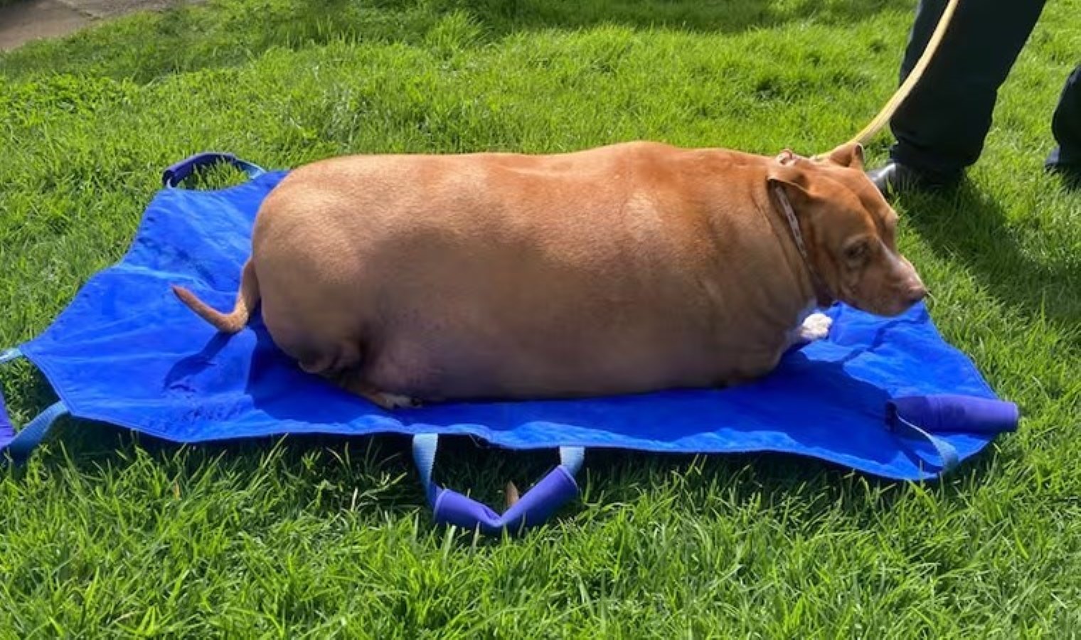 Köpeğini aşırı besleyerek ölümüne neden oldu: Sahibinin itirafları tepki çekti!