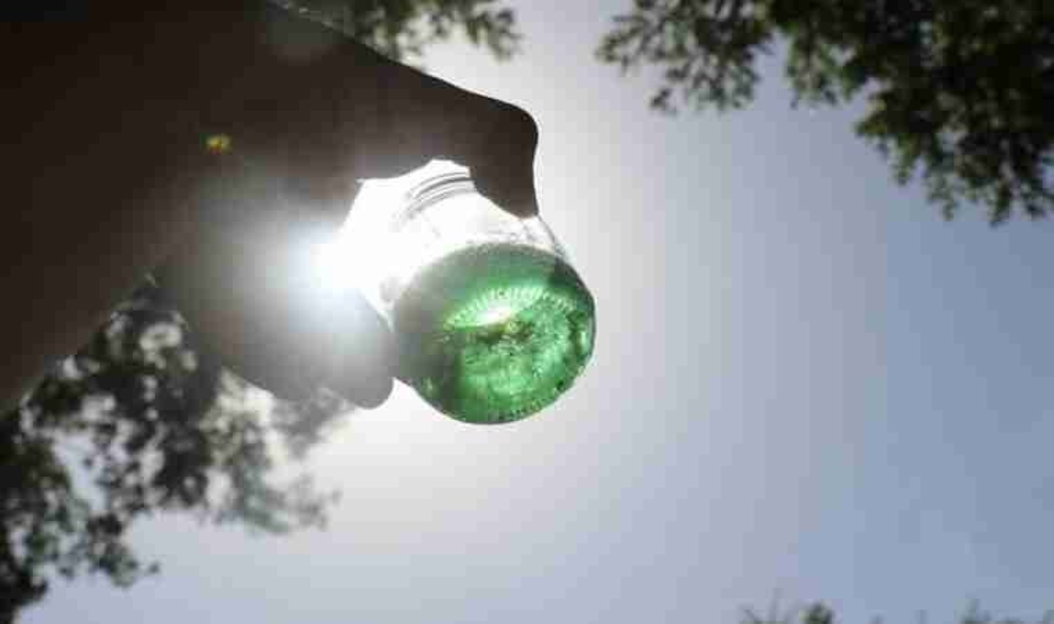 Kovanından yeşil bal çıkan arıcı şaşkına uğradı! Kilosu 20 bin TL’ye satılıyor…