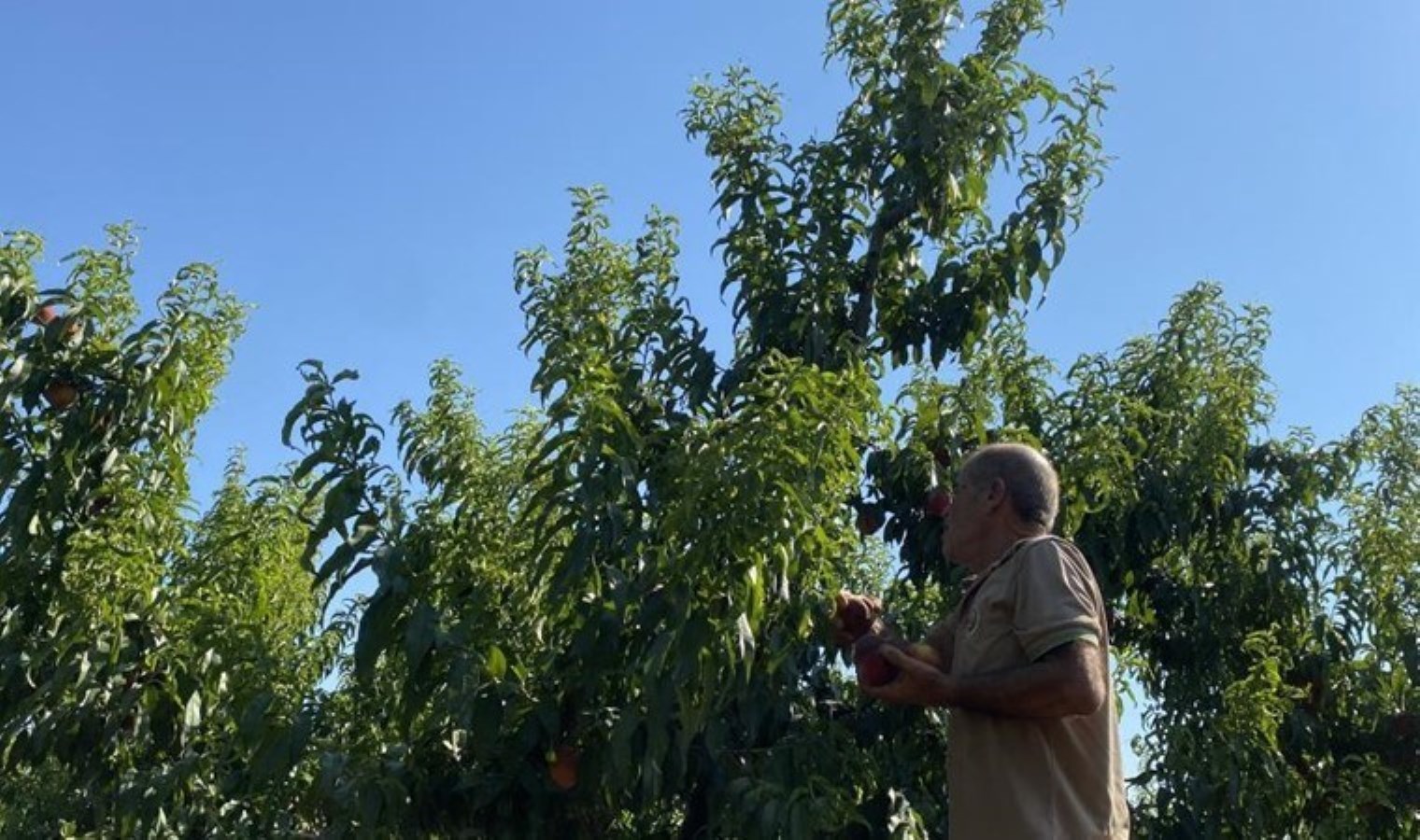 Lapseki’de hasat ediliyor Rusya’da ilgi görüyor: Kilosu 35 TL’den satılıyor…