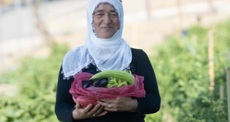 Mahalle bostanında hasat zamanı: 137 kadın tarafından yetiştiriliyor