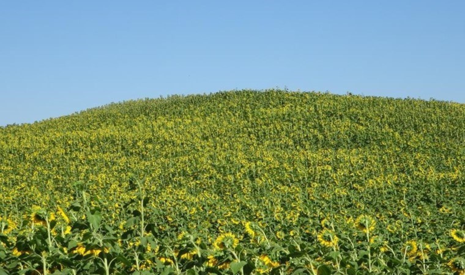 Malatya’da hasat telaşı: Yüzlerce ailenin geçim kaynağı