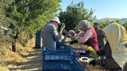 Manisa’da erkenci hasat başladı: Superiol cinsi bağda 50 TL…