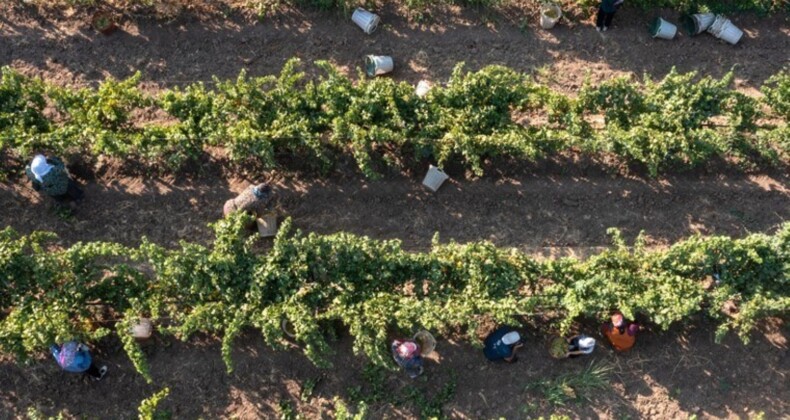 Manisa’da hasat erken başladı: 50 bin çiftçi tarafında üretiliyor…