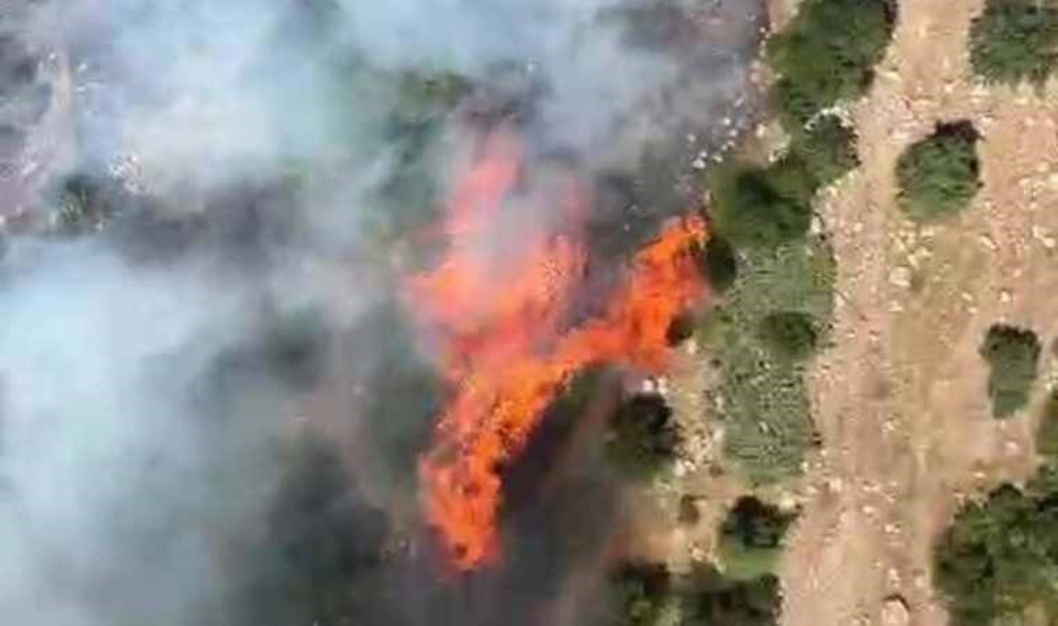 Manisa’da orman yangını!