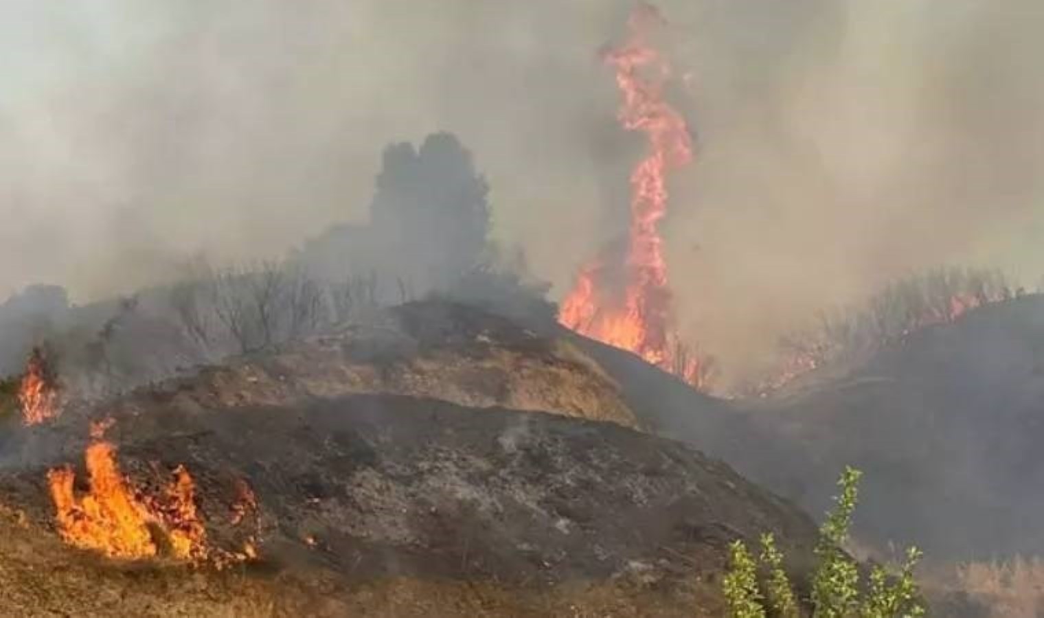 Manisa’da orman yangını