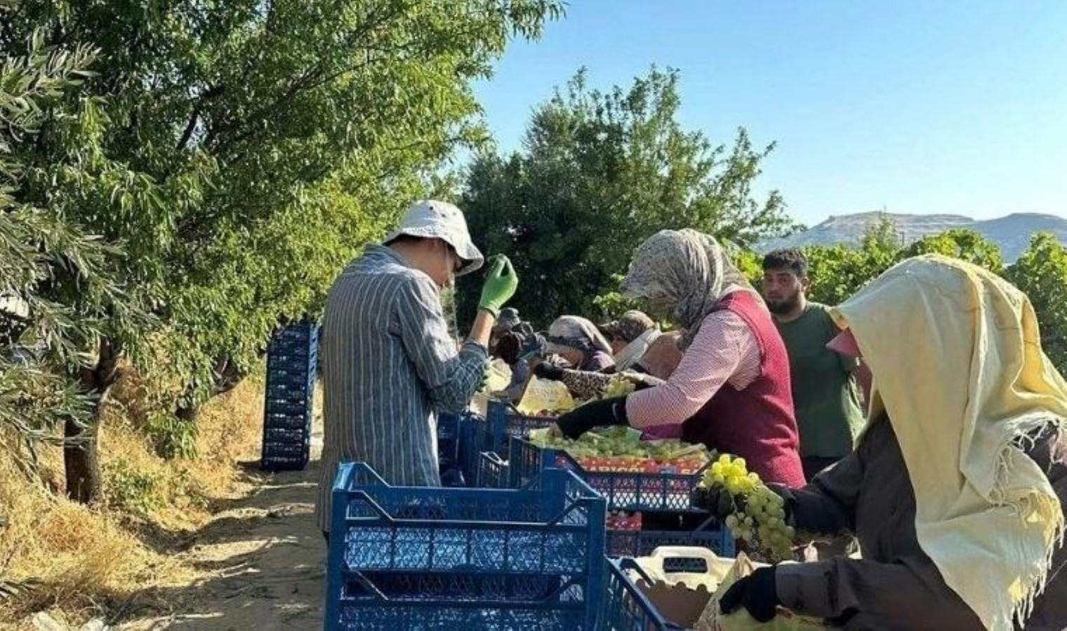 Manisa’da Superiol hasadı başladı: Tarlada kilosu 35 TL