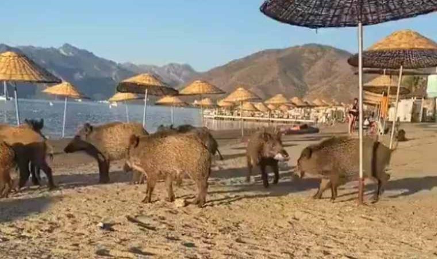 Marmaris’te sahile domuzlar indi