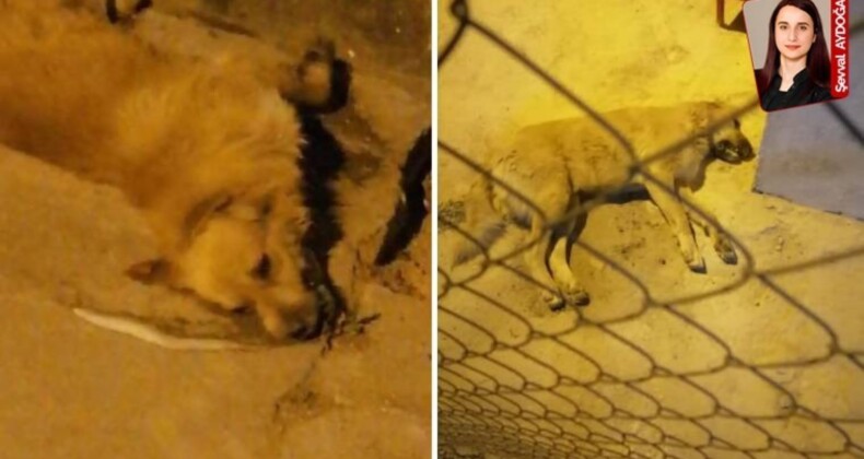 Muğla’da 3 köpek zehirlendi