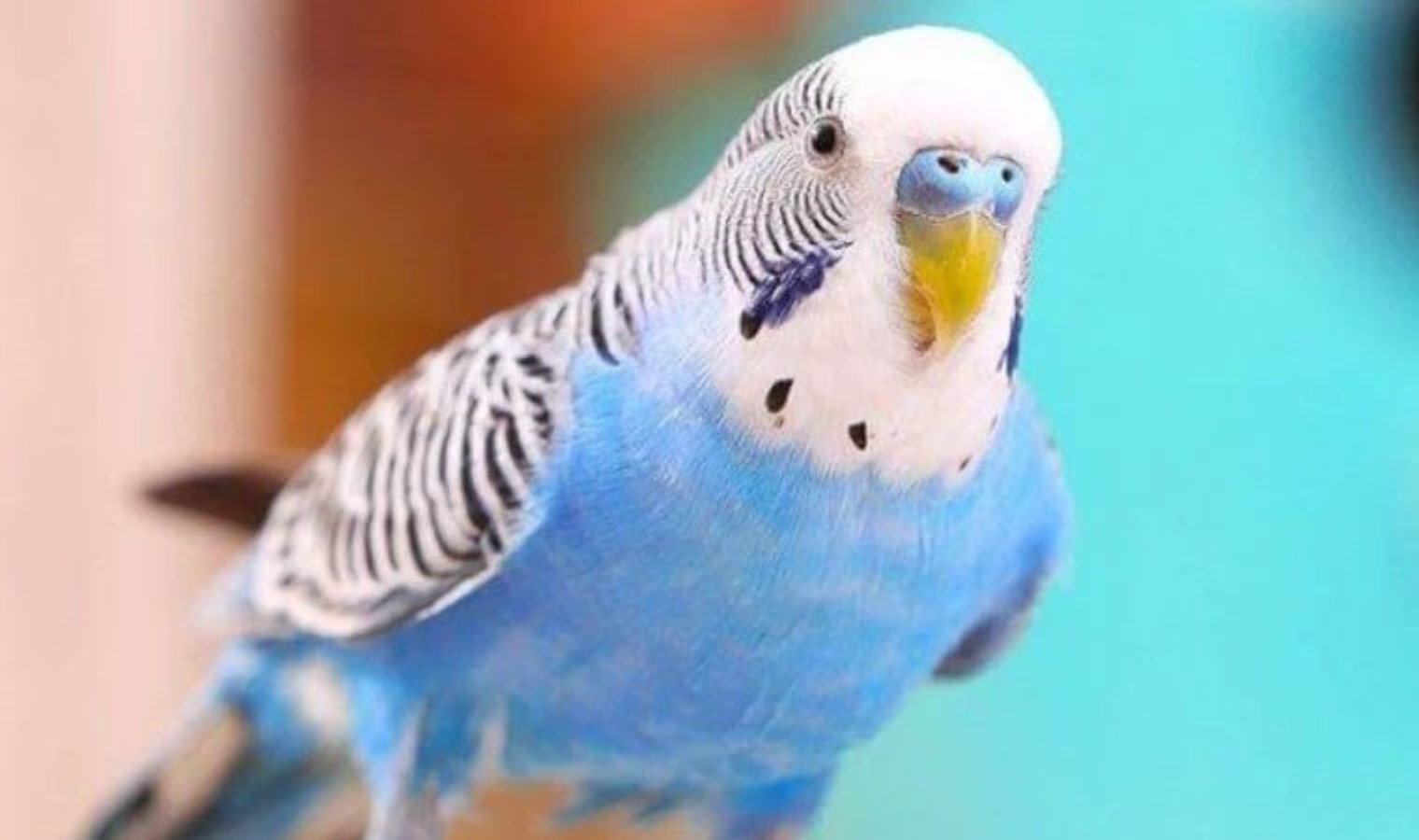 Muhabbet kuşunu bulmak için her yere kayıp ilanı astı