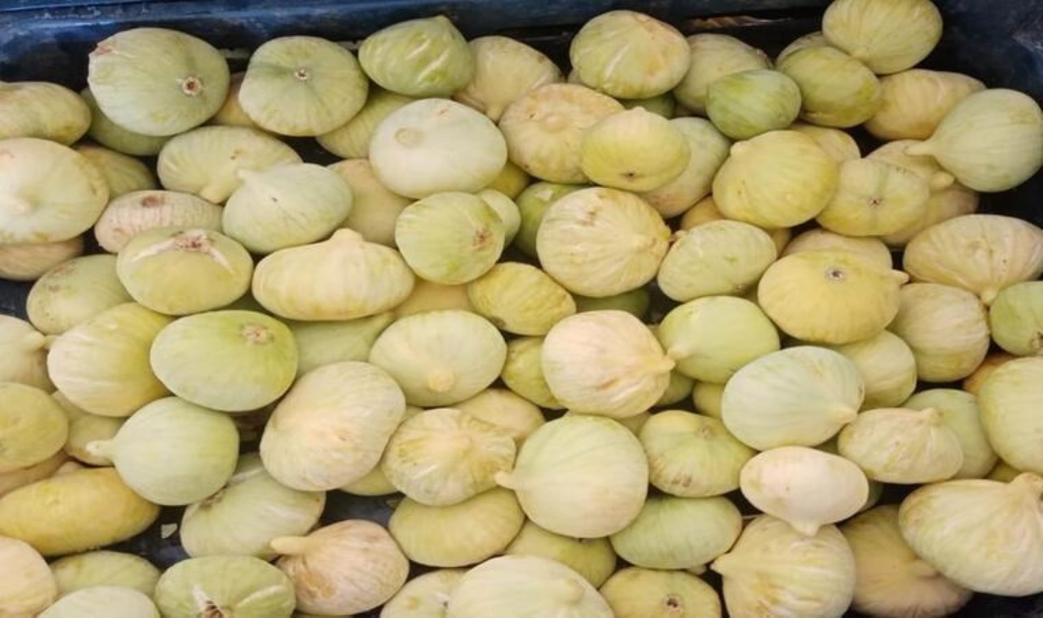 Mut’ta hasat başladı: Kilosu 100 TL’den satılıyor! Özelliği beyaz olması…