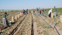 Niğde’de üretim geçen yıla oranla yüzde 200 arttı