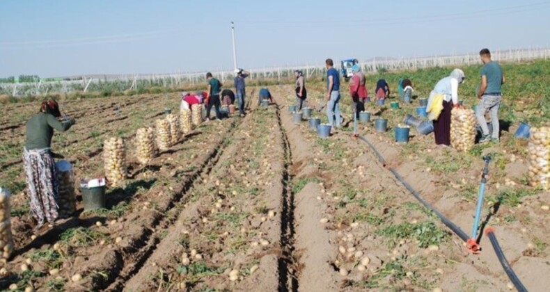 Niğde’de üretim geçen yıla oranla yüzde 200 arttı