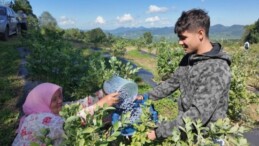 Ordu’da 42 üretici tarafından yetiştiriliyor: Kilosu 350 liradan alıcı buluyor…