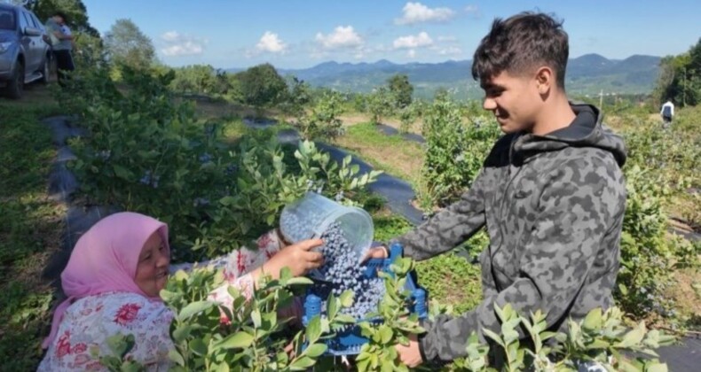 Ordu’da 42 üretici tarafından yetiştiriliyor: Kilosu 350 liradan alıcı buluyor…