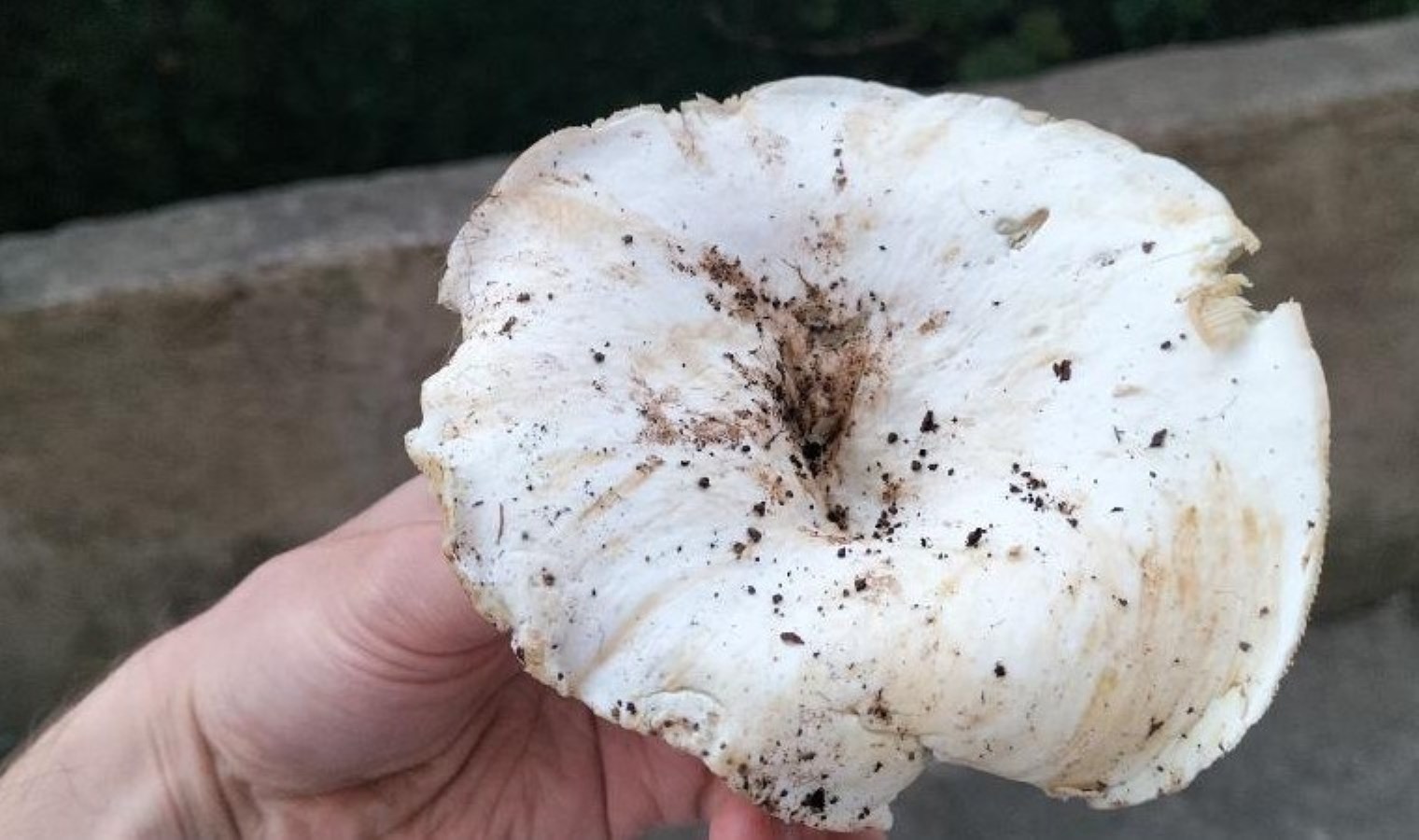 Ordu’da sofraların vazgeçilmezi: D vitamini kaynağı! Kilosu 350 TL’ye satılıyor…