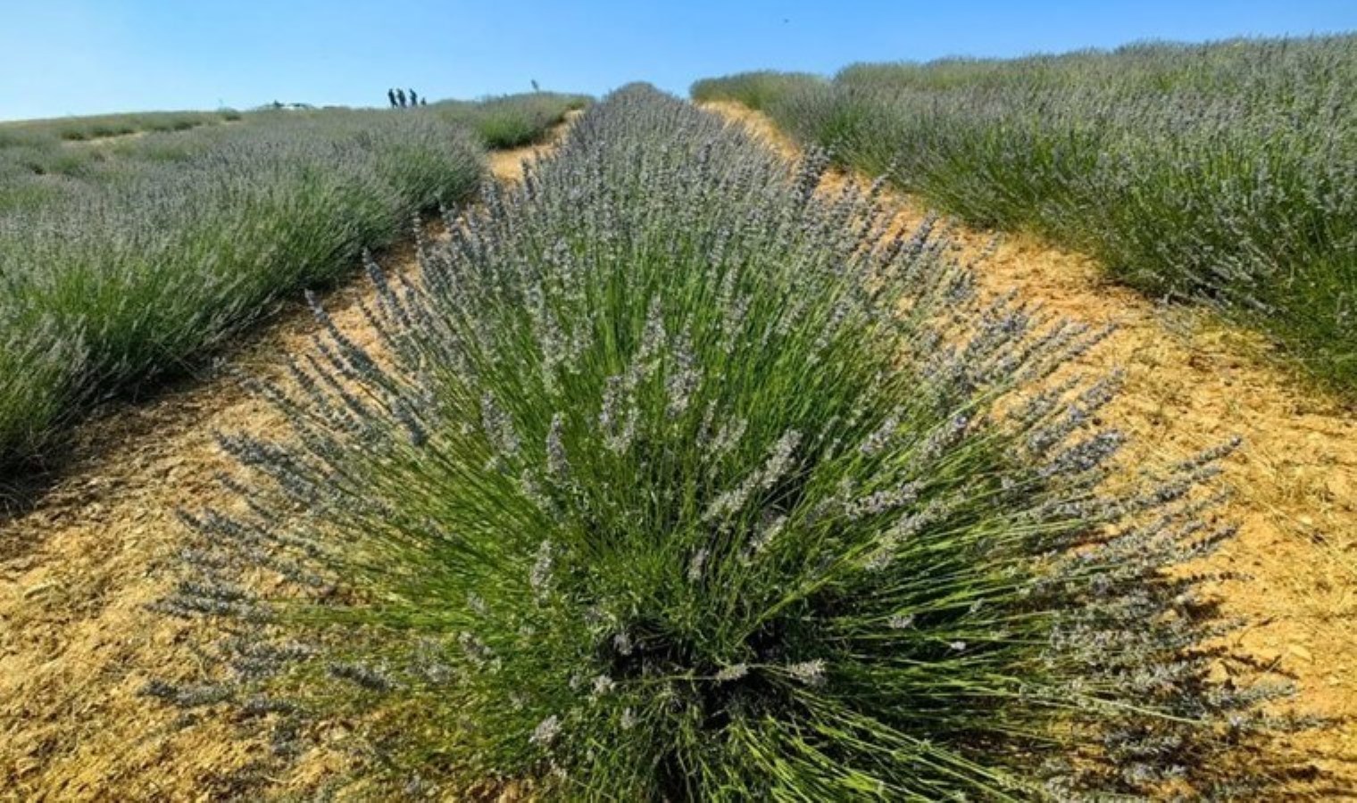 Orhaneli’nde yılın ilk hasadı başladı…