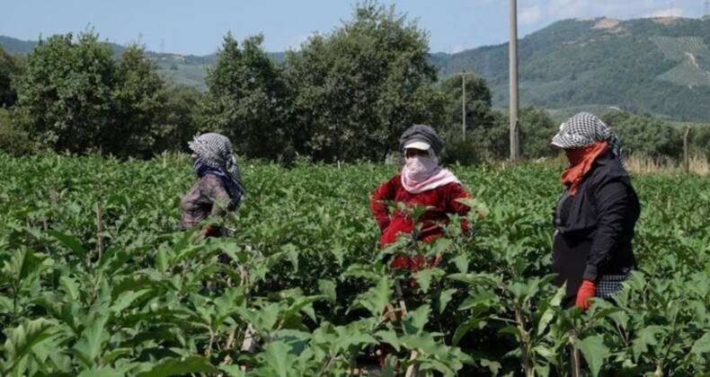 Orhangazi ovasında hasat başladı: Tarlada 10 kilosu lira….