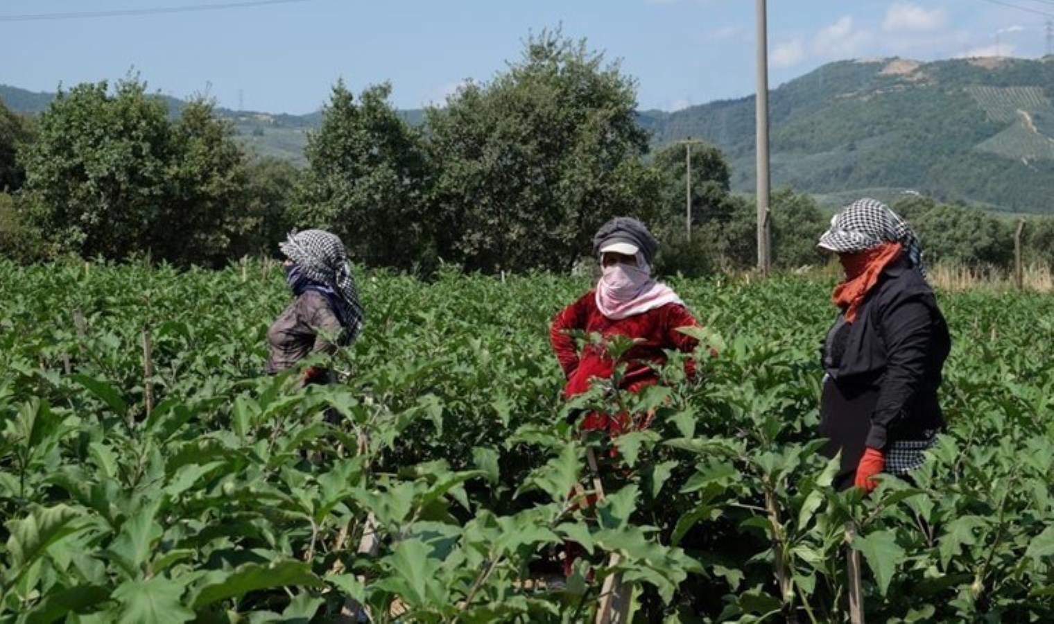 Orhangazi ovasında hasat başladı: Tarlada 10 kilosu lira….
