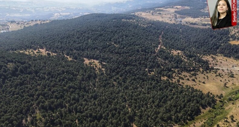 Ormanlar madene dönmesin diye yurttaşların başlattığı nöbette 50. gün