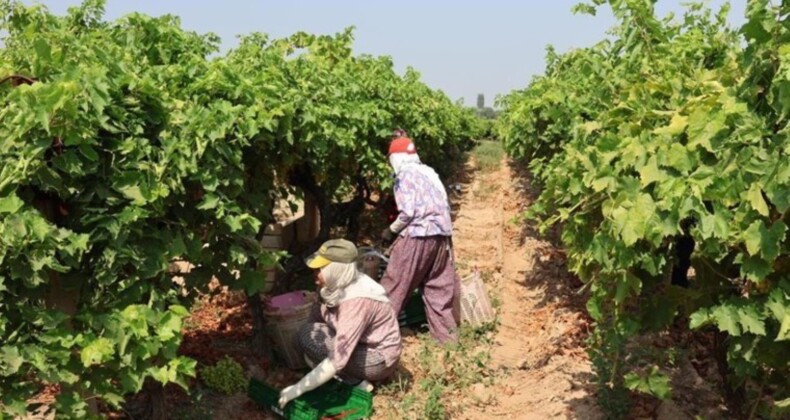 Osmanlı mutfağının sultanı hasat için gün sayıyor: 100 milyon dolar ihracat hedefleniyor