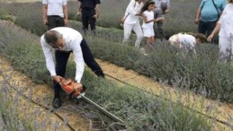 Paşalimanı Adası’nda hasat şenliği: 34 dönümlük alanda üretildi! Ekonomik ve ekolojik açıdan katkı sağlayacak…