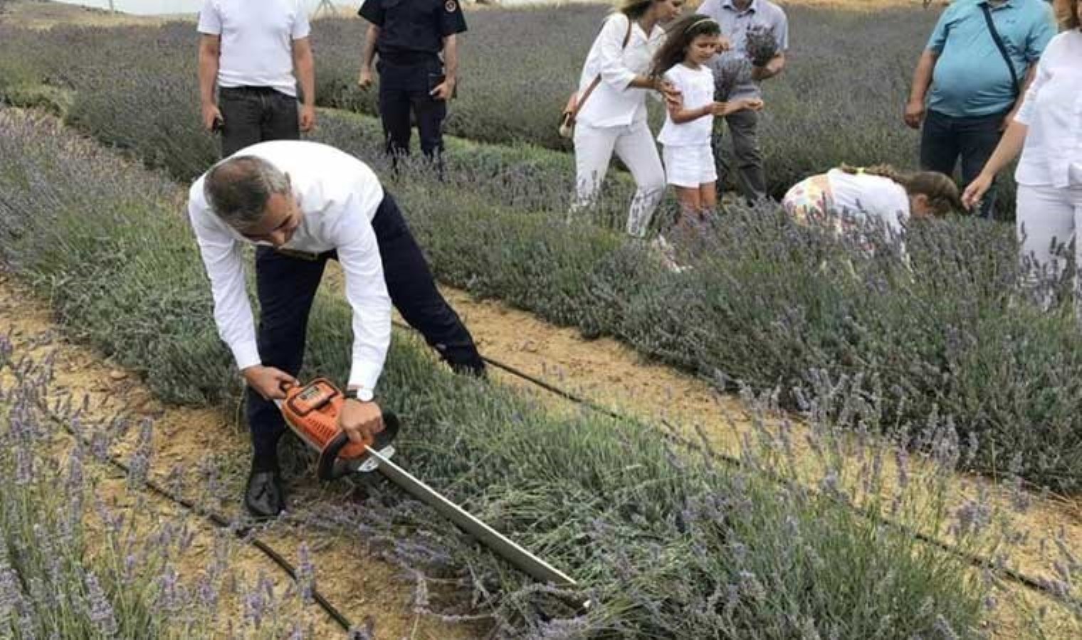 Paşalimanı Adası’nda hasat şenliği: 34 dönümlük alanda üretildi! Ekonomik ve ekolojik açıdan katkı sağlayacak…