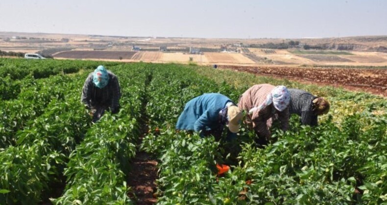 Patlıcan ve biberler kadınların elinde Gaziantep’in tescilli lezzetine dönüşüyor…