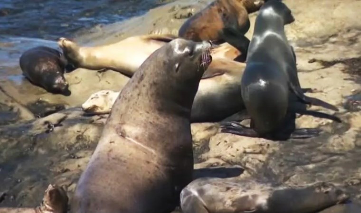 Plajdaki insanları ‘kovaladıkları’ öne sürüldü: Yaşanan olayın gerçeği açığa çıktı…