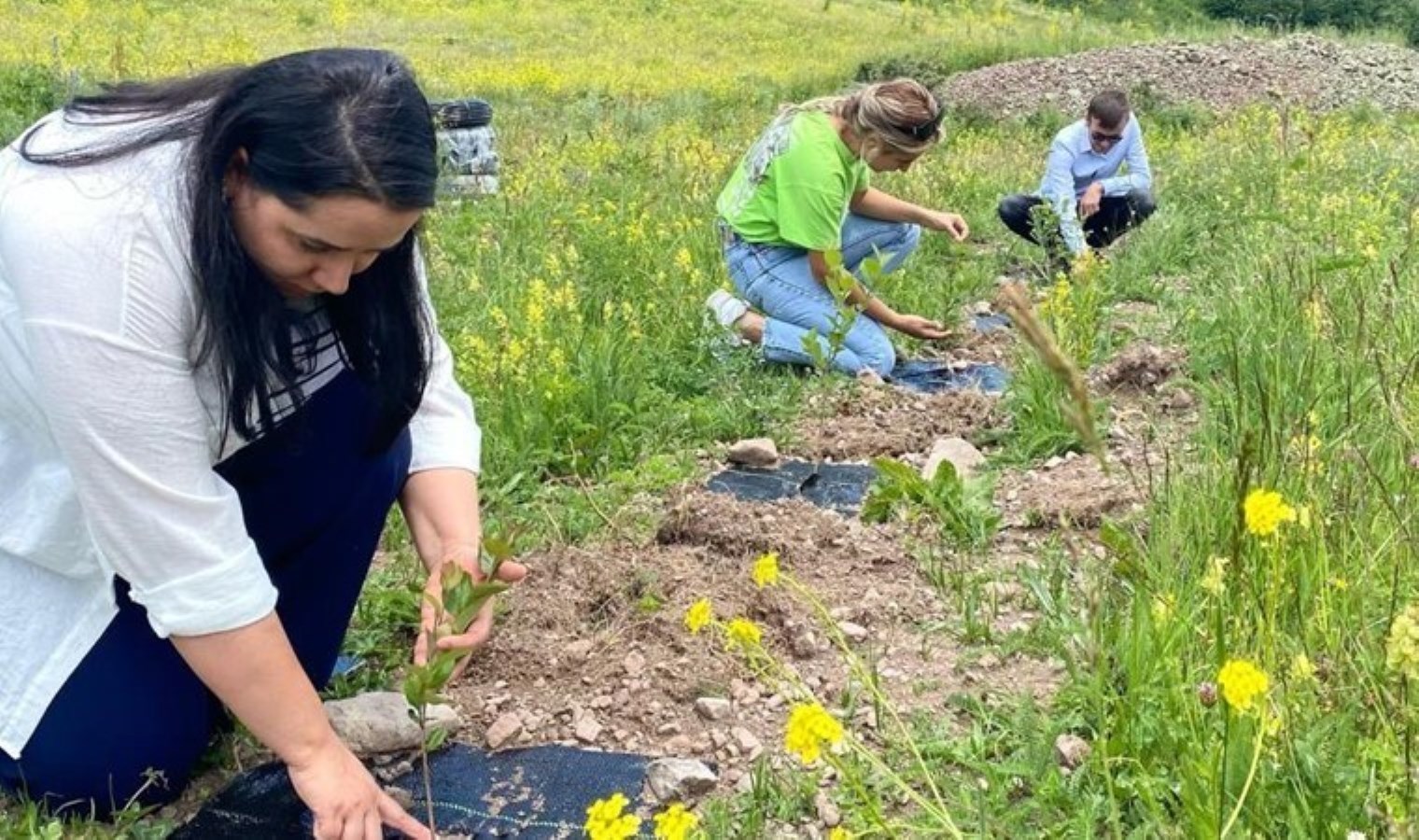 Posof’ta yetişiyor “süper meyve” olarak tanınıyor! Yüksek miktarda vitamin içeriyor…