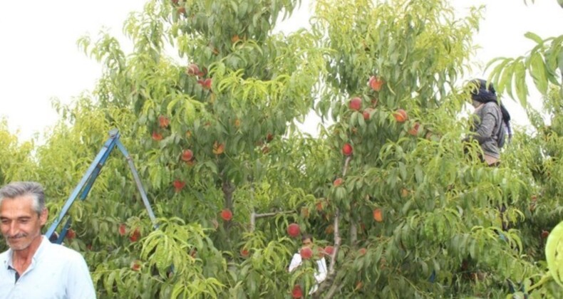 Sakarya Vadisi’nde hasat başladı: Hedef 41 ton…