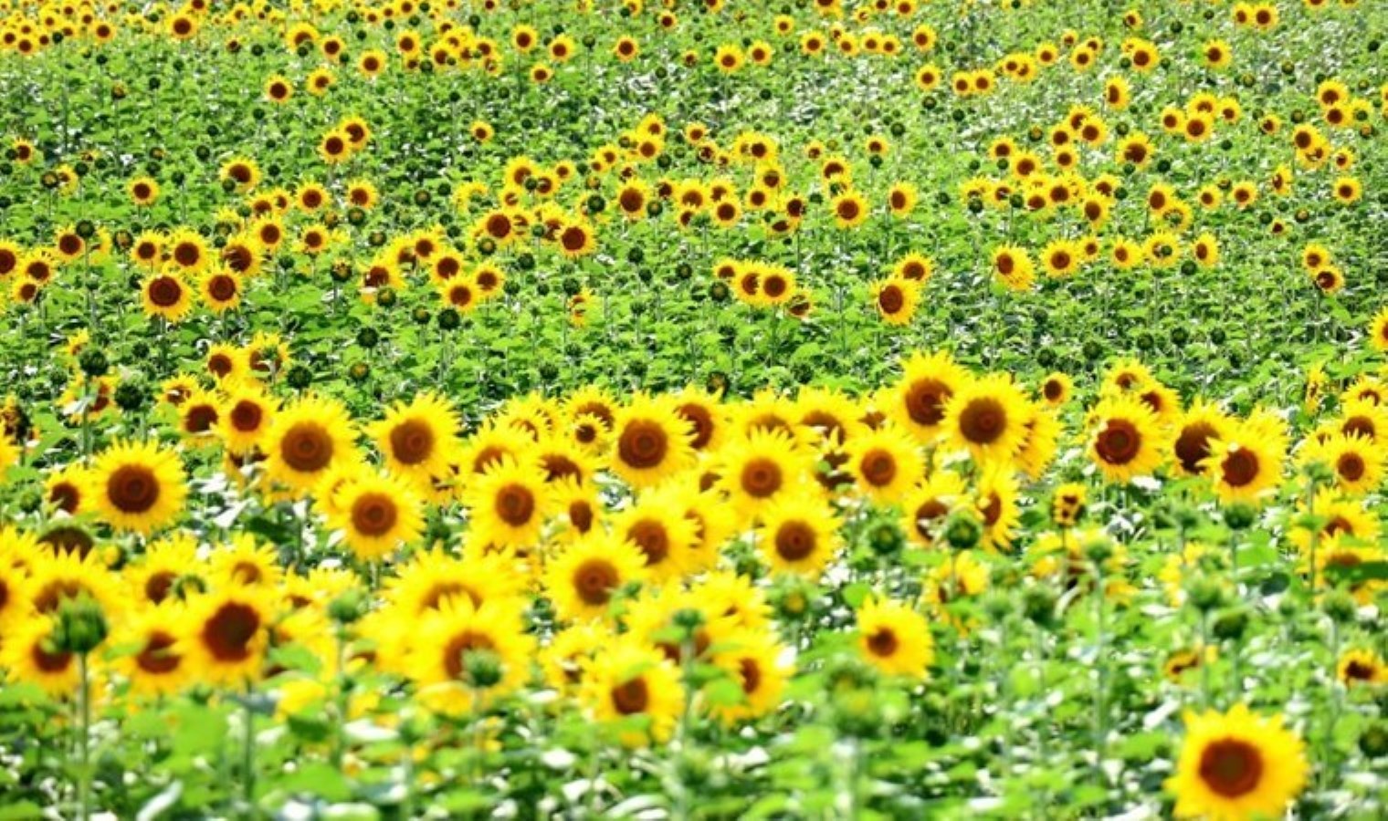 Sarıya boyanan tarlalar hasat için gün sayıyor: İlk baharda ekildi…