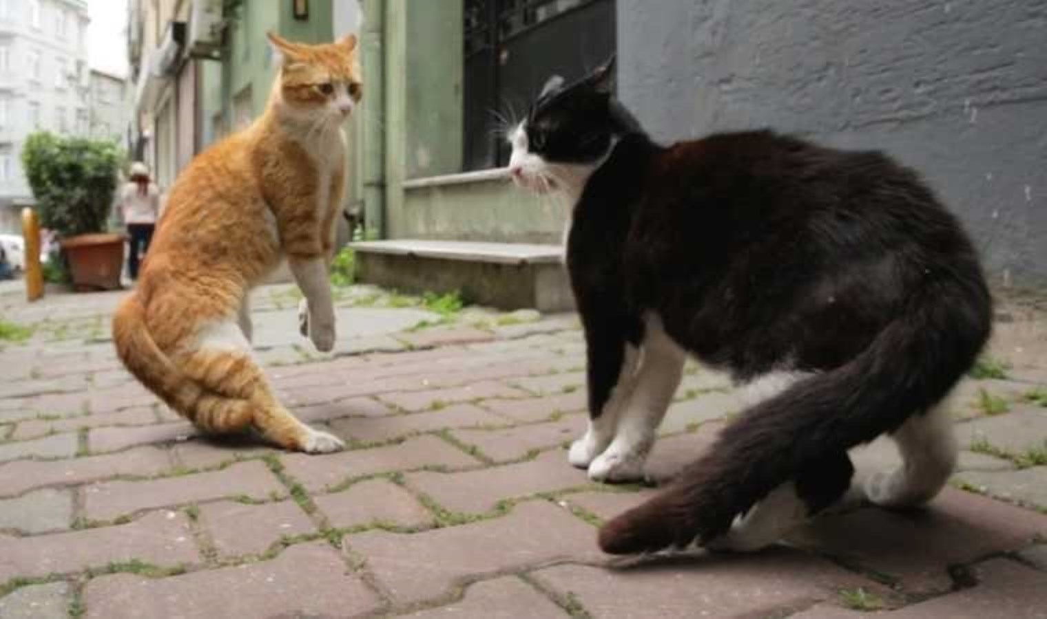 Şişli’de dükkanda 85 kediyi alıkoyan kişiye para cezası kesildi