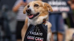 Sokak köpeklerine ötanazi teklifi görüşmeleri öncesinde Meclis’e ziyaretçi yasağı getirildi