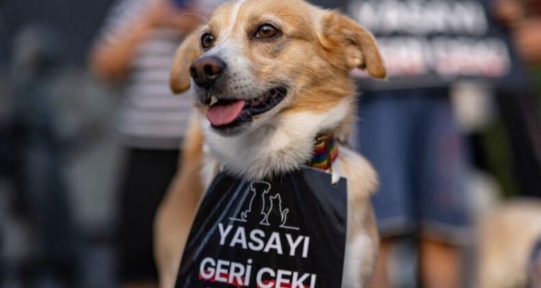 Sokak köpeklerine ötanazi teklifi görüşmeleri öncesinde Meclis’e ziyaretçi yasağı getirildi